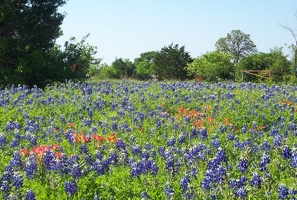 Bluebonnets and indian paintbrush