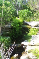 Woodland stream