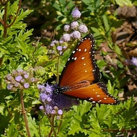 Queen butterfly