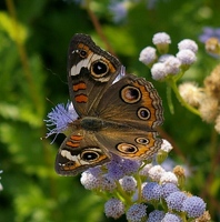 Buckeye butterfly