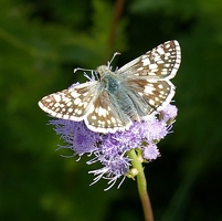 Checkered skipper butterfly