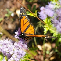 Monarch butterfly