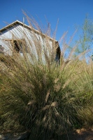 Tall grass