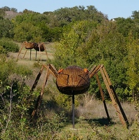 Big Bug ants