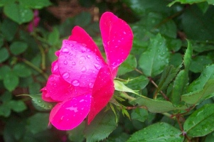 Pink rose