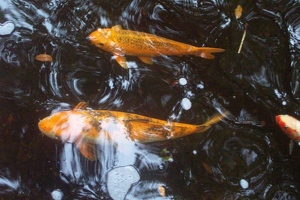 Fish in Japanese garden