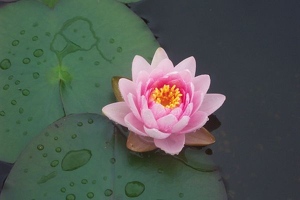 Water Lily