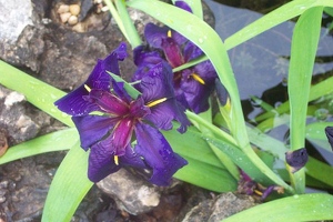 Iris