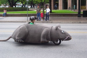 Rat Scooter