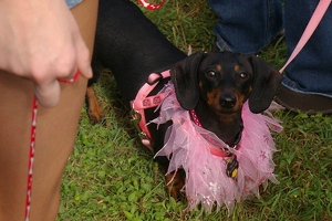 Pretty pink collar ruff