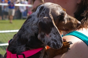 Dappled ear