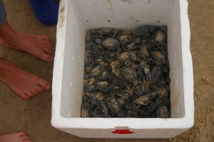 Box of hatchlings