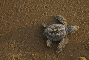 Hatchling walking