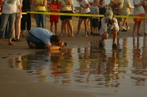 Hatchlings being photographed