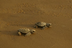 Hatchlings walking