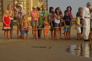 Hatchlings heading for the waves
