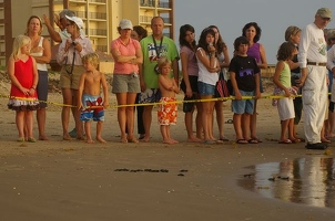 Hatchlings heading for the waves