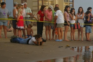 Hatchlings being photographed