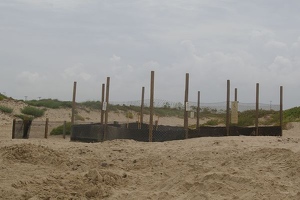 Turtle nest corral