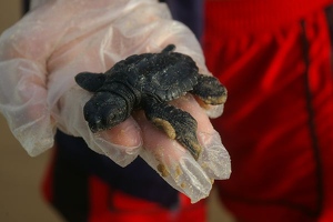 Hatchling closeup