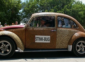 The Stink Bug