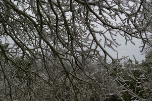 Icy tree