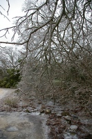Icy tree