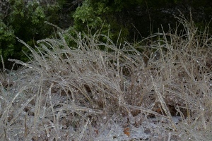 Icy grass