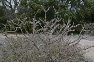 Icy bush