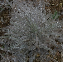 Icy bunch grass