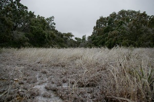 Far back yard