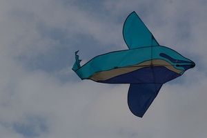 Dolphin flies high