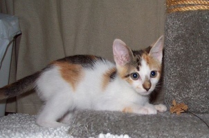 Harriet