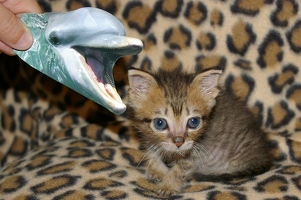 Pumpkin being eaten by a dolphin