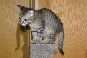 Pumpkin on scratching post