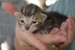 Baby tabby