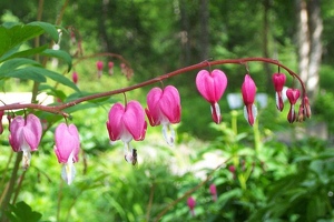 Bleeding heart