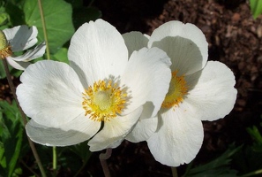 White poppy