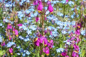 Alaska Botanical Garden