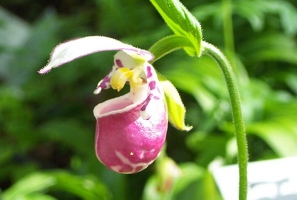 Lady slipper