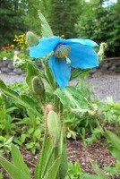 Blue poppy