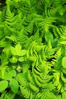 Ferns