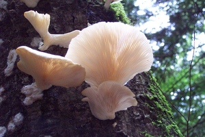 Shelf fungus