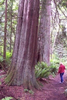 Big trees