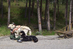 Denali sled dog