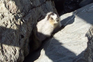 Hoary marmot