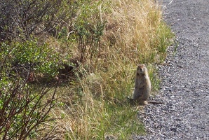 Arctic ground squirrel