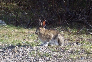 Snowshoe hare