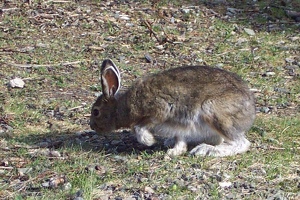 Snowshoe hare