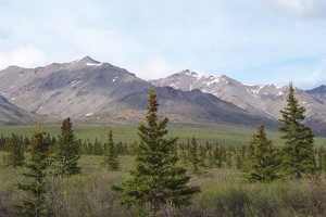 Denali park view